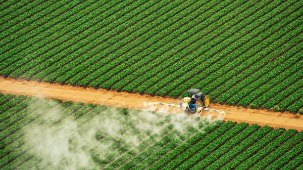 Best Ant Control Services  in Premont, TX